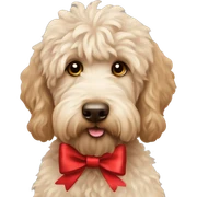 Labradoodle with xmasbow sticker