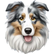 long hair collie blue merle sticker