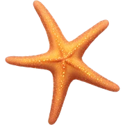 sea star sticker