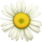 CHAMOMILE sticker