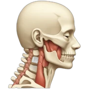 neck anatomy sticker