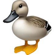 Gadwall duck sticker
