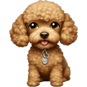 light brown male toy poodle with closed mouth sticker