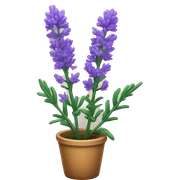 lavender plant sticker