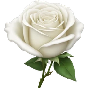 white rose sticker