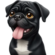 Black pug sticker