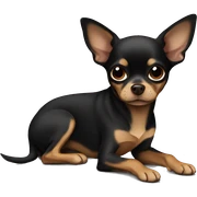 Black brown chihuahua laying sticker