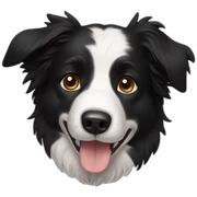 border collie sticker