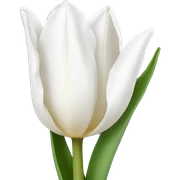 white tulip sticker