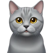 Grey British shorthair cat sticker