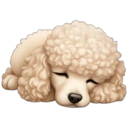 cream mini poodle sleeping sticker