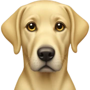 Yellow lab  sticker
