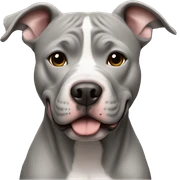 grey pitbull  sticker