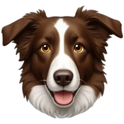 Brown border collie sticker