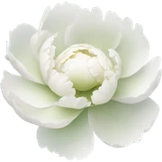 White peony sticker