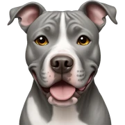 grey pit bull  sticker