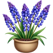 Realistic Still life detailed, Grape Hyacinth Muscari sticker