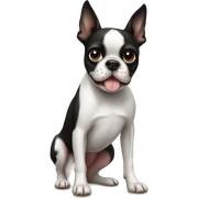 Boston terrier sticker