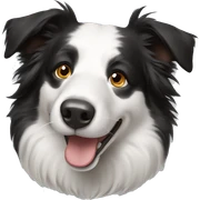 Border collie  sticker