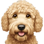 golden doodle sticker
