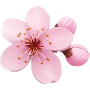cherry blossom sticker