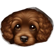 Dark Brown Cavapoo wrapped up in a cozy brown blanket, peeking out, giving off ultimate warmth and comfort vibes. sticker
