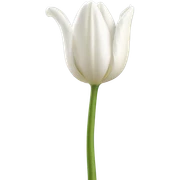 White tulip sticker