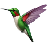 Hummingbird  sticker