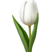 White tulip  sticker