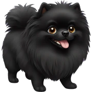 Solid black pomeranian sticker