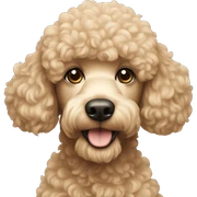 Poodle sticker