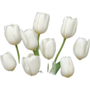 White tulips  sticker