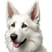 White shepherd beautiful sticker