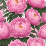 Peonies sticker