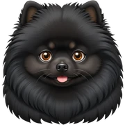 Black pomeranian  sticker