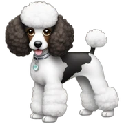 poodle black brown white sticker