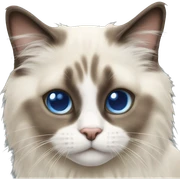 Ragdoll cat sticker
