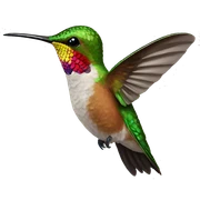 Hummingbird  sticker