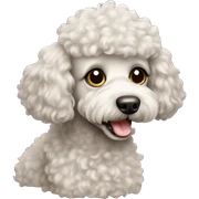 Dog poodle sticker