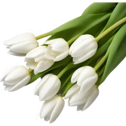 White tulips  sticker