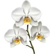 Orchid sticker