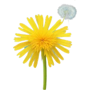 dandelion sticker