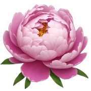 Peony sticker