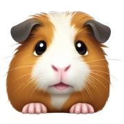 Guinea pig  sticker