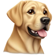 Labrador hellbraun großer Ast sticker