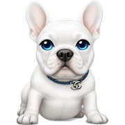 White frenchie with blue eyes wearing Chanel sticker