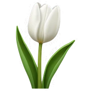 White tulips sticker