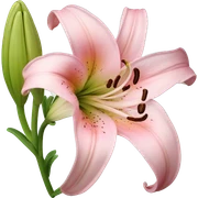 light pink lilium sticker