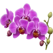 Orchids sticker