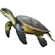 sea turtle sticker